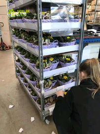 Исключение супермаркета полки датской вагонетки руки цветка вагонетки пластиковое использует подгонянные вагонетки