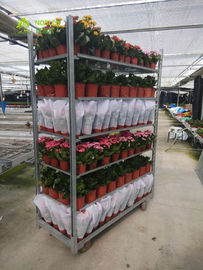 Засадите голландскую емкость нагрузки тележки 400КГ садового инструмента переклейки КК вагонетки цветка